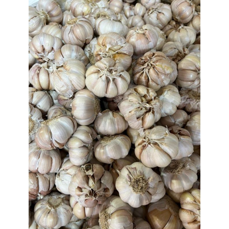 

Bawang Putih Banci/Honan