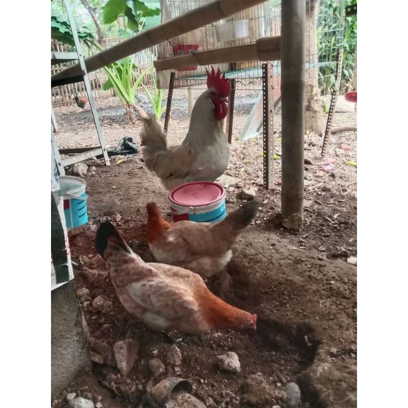 FGFG56846 Telur Ayam Elba Ras Petelur Fertil Bisa Ditetaskan 564568