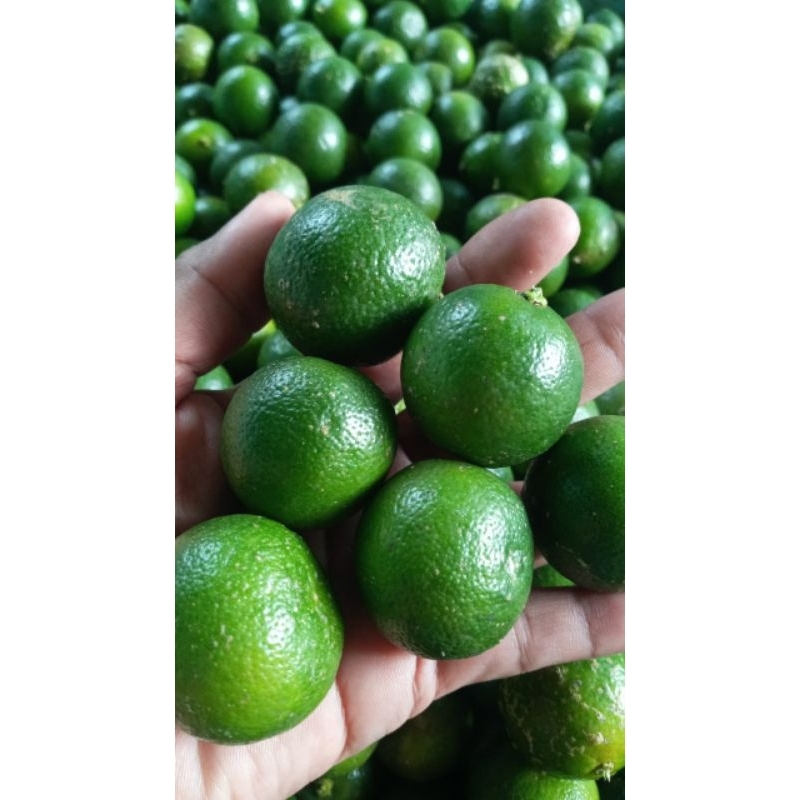 

Jeruk sonkit/Jeruk kunci/jeruk bangka/jeruk kesturi