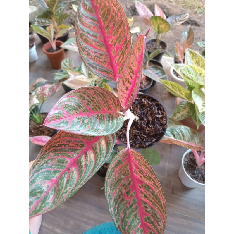 Aglaonema Diana
