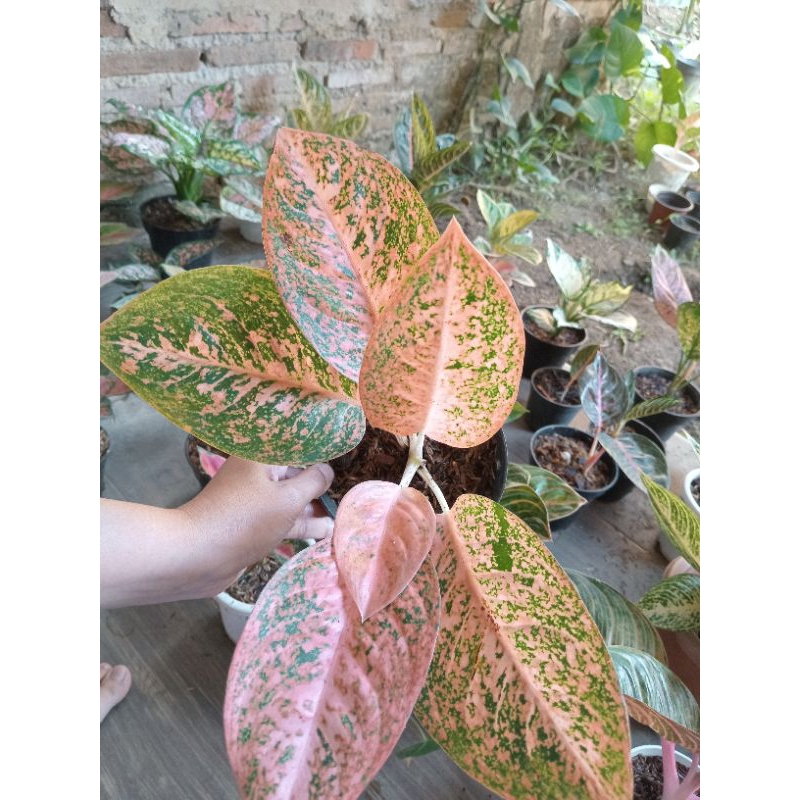 Aglaonema Stardust Orange
