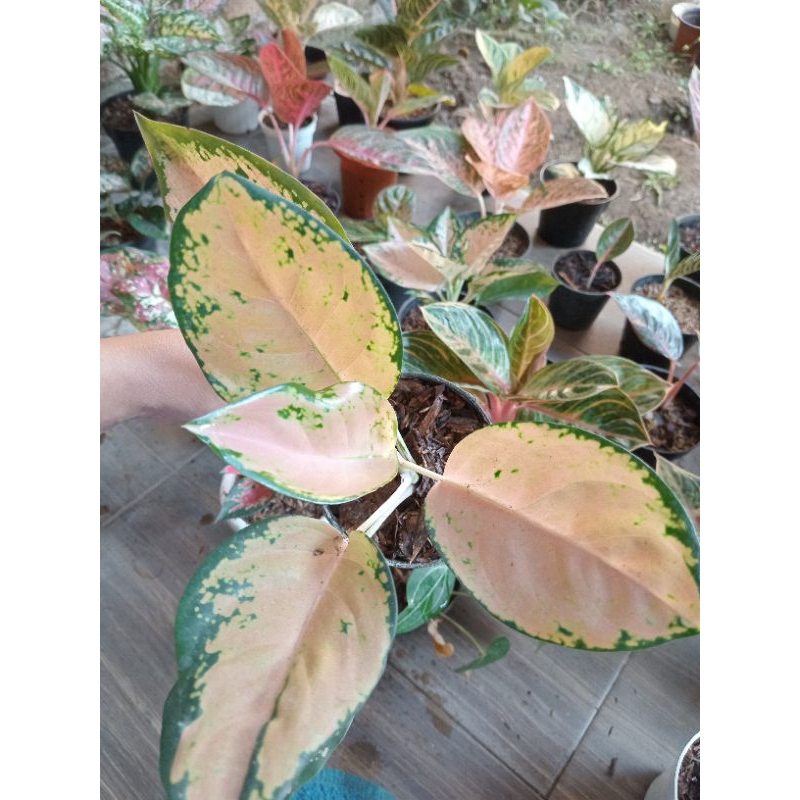 Aglaonema Kochin Kuning