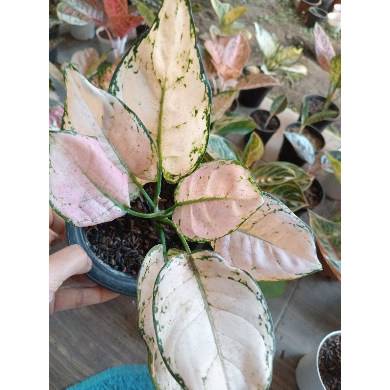 Aglaonema Pink Yulia