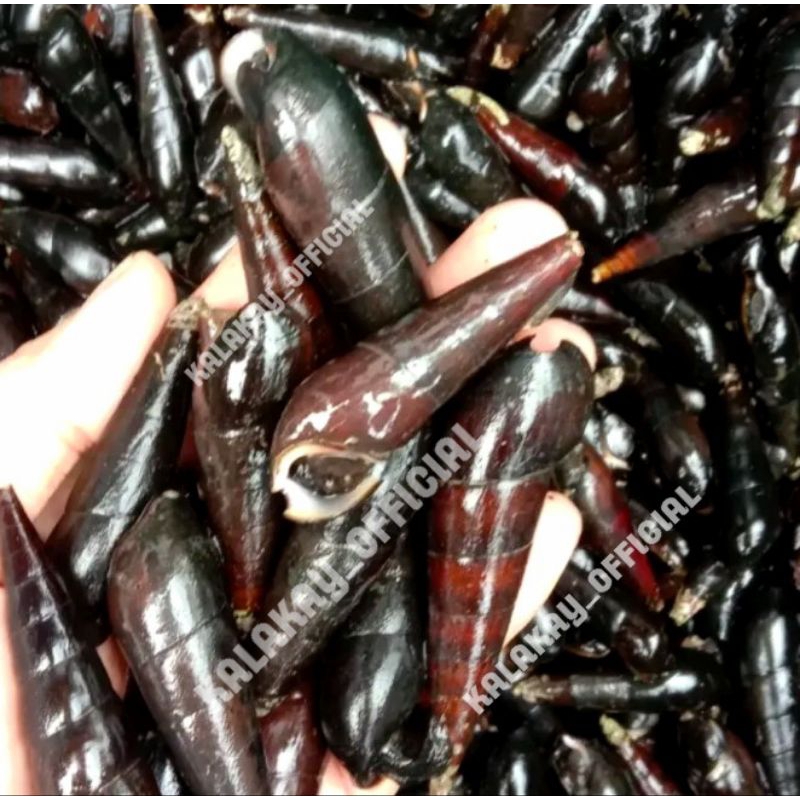 

Siput Laut Hidup Mentah 1 kg / Langkitang Siput Sedot Sudah Dipotong-potong