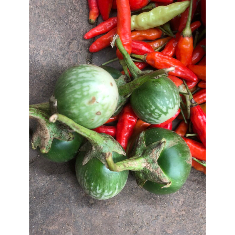 

[bumi mart] Terong LALAP