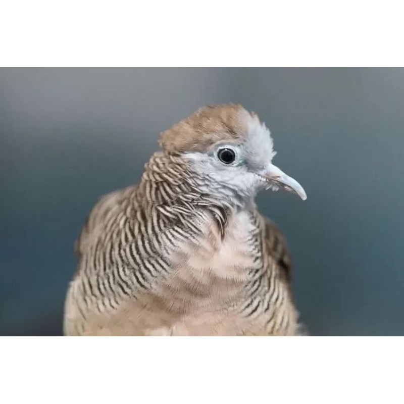 burung perkutut bangkok anggungan ternakan super