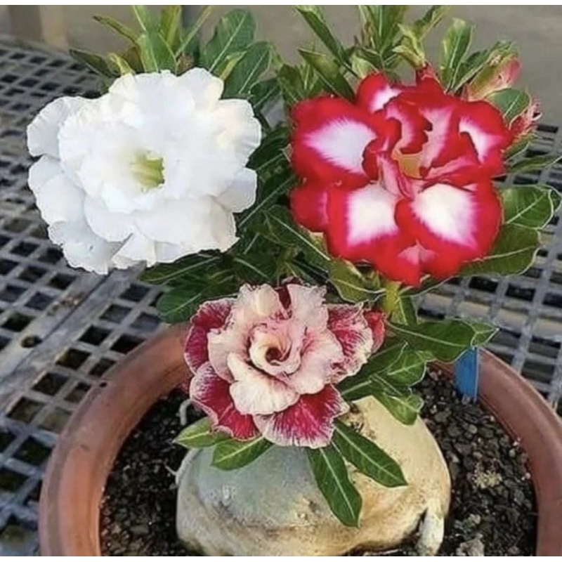 Bibit Bunga Kamboja/Adenium 1 pohon 3 warna variasi (Kamboja tumpuk)