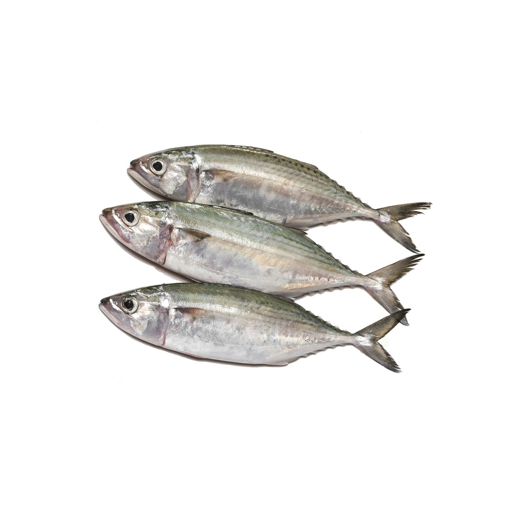 

Ikan Kembung Frozen Murah & Segar