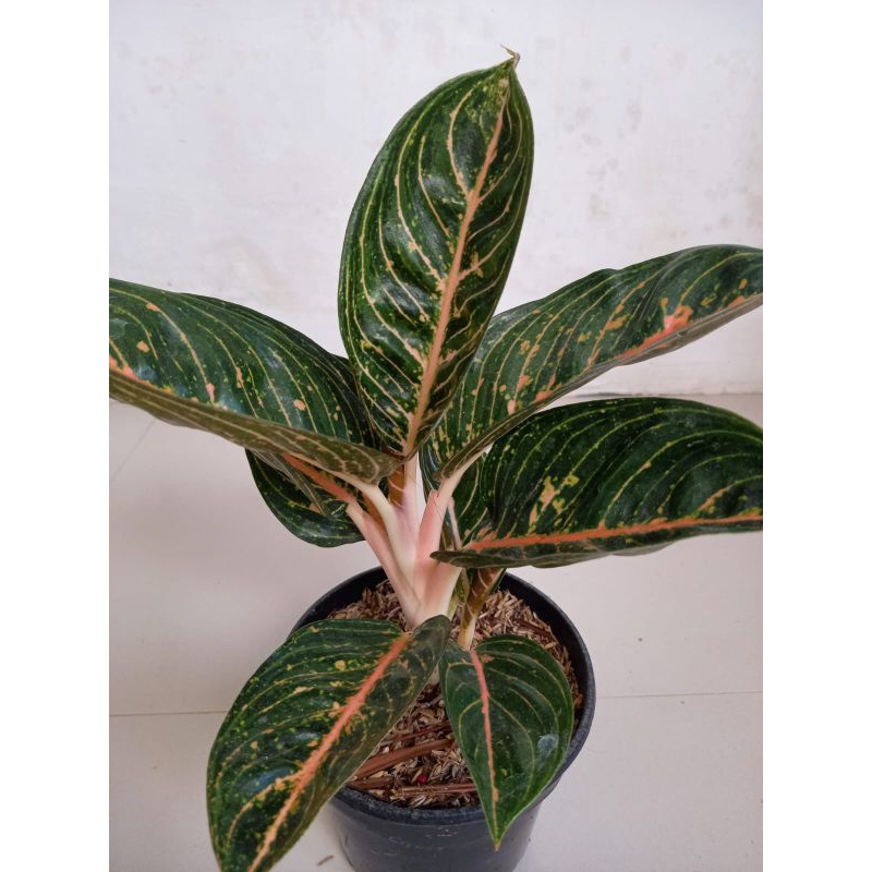 Aglaonema Widuri Blorok