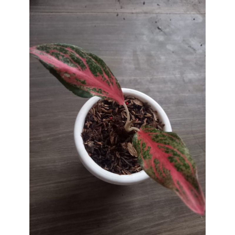 Aglaonema Tamara