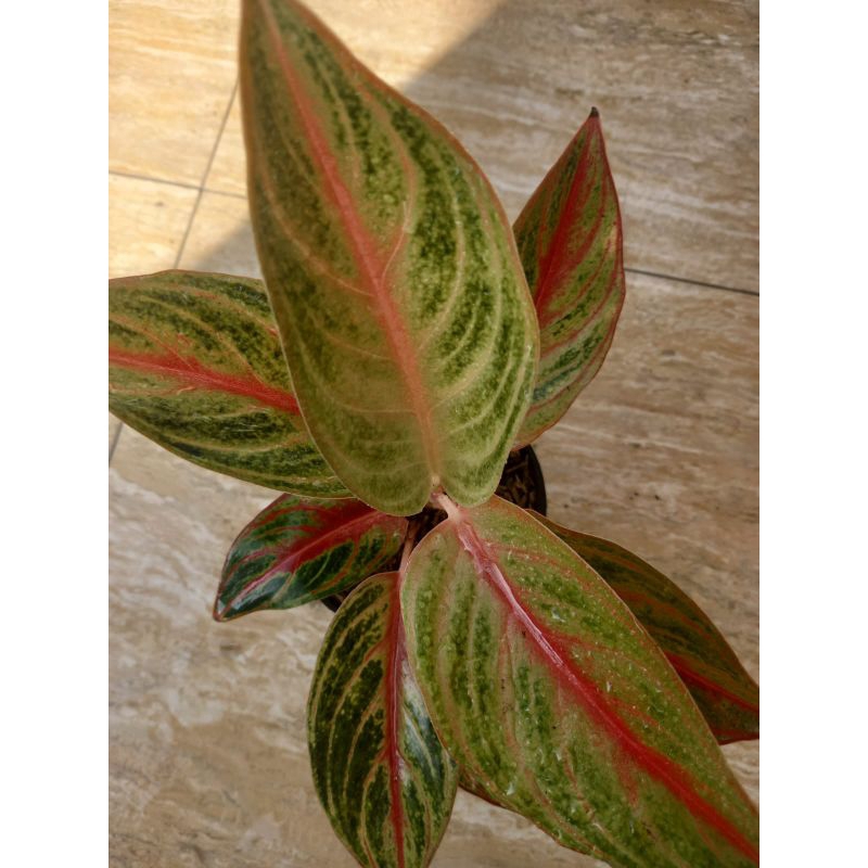 Aglaonema Red Panama