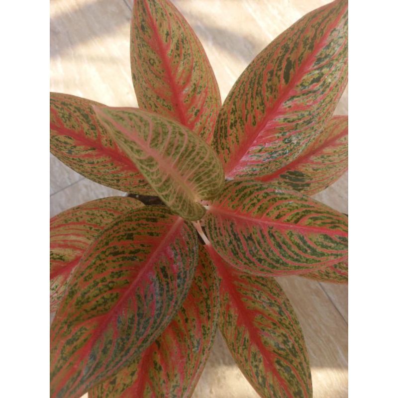 Aglaonema Red Legacy