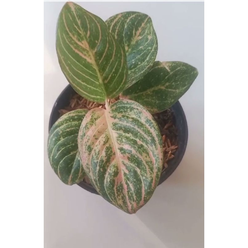 Aglaonema Asri Merah