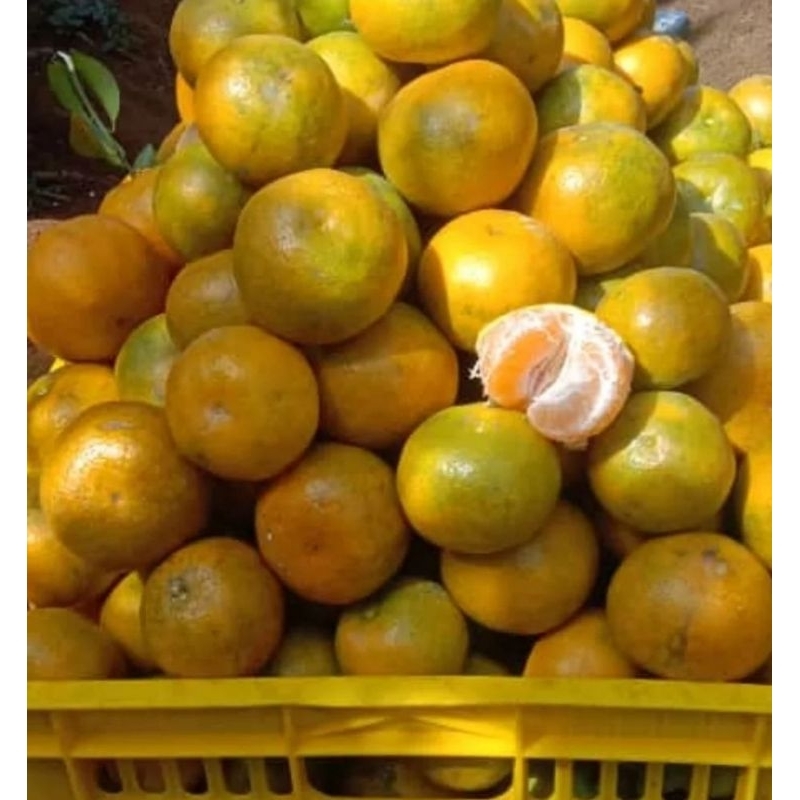 

[Obral Murah] Jeruk Manis 1 Kg