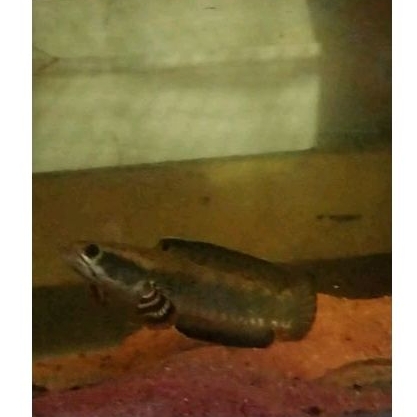 ikan Cana pakan Cana dll