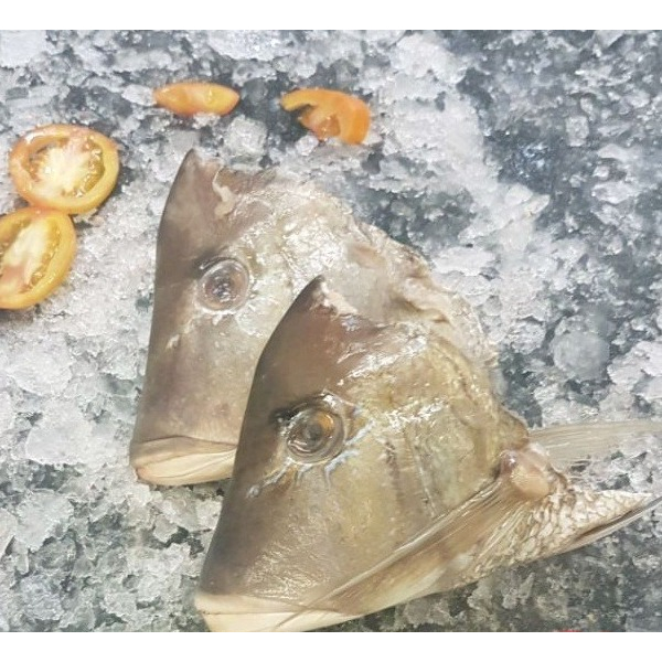 

Kepala Ikan Lencam Frozen Murah & Segar