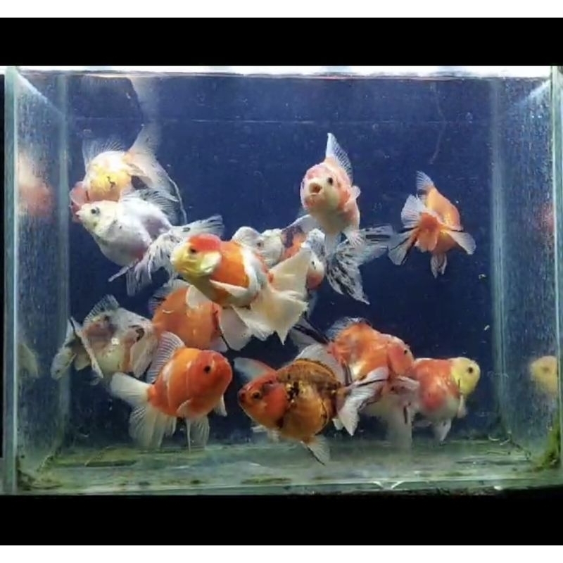 Ikan Mas Koki Oranda Pancawarna