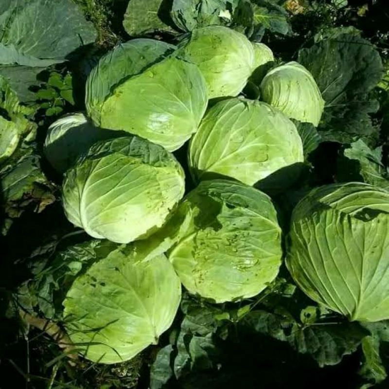 

Sayur kol Sayur Kol putih