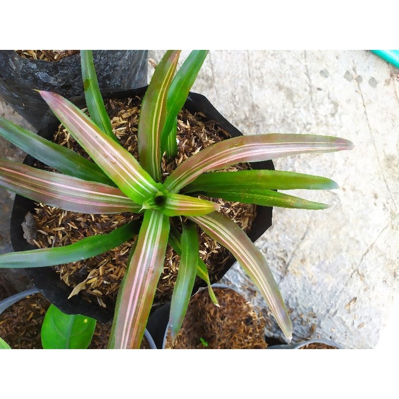 bromelia tricolor