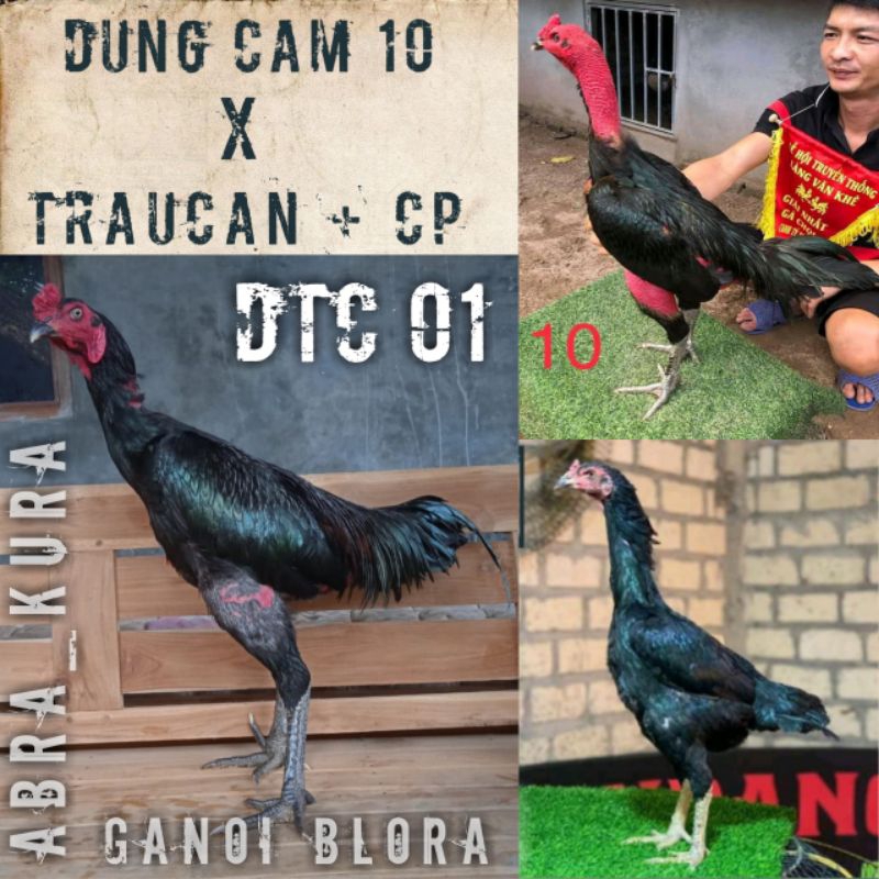 

telur ayam ganoi