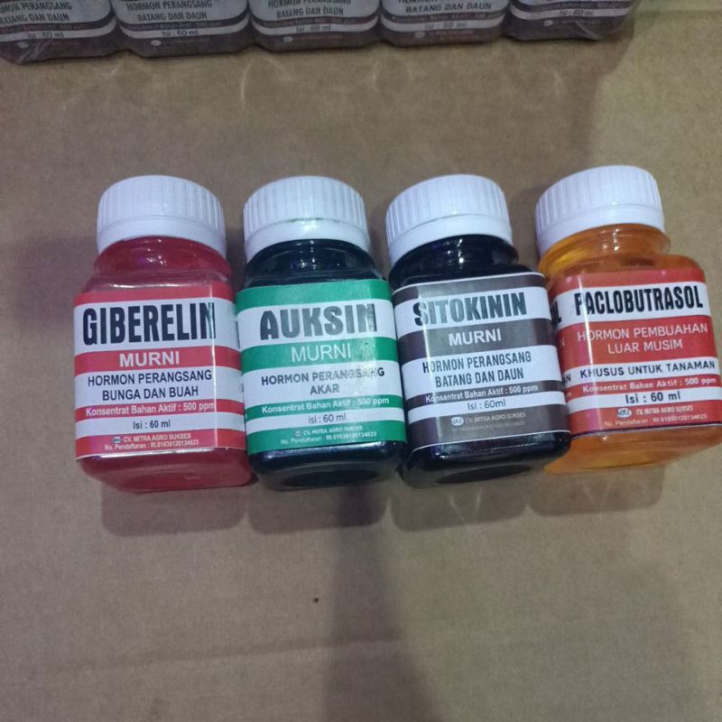 HORMON PERANGSANG AKAR ZPT AUKSIN