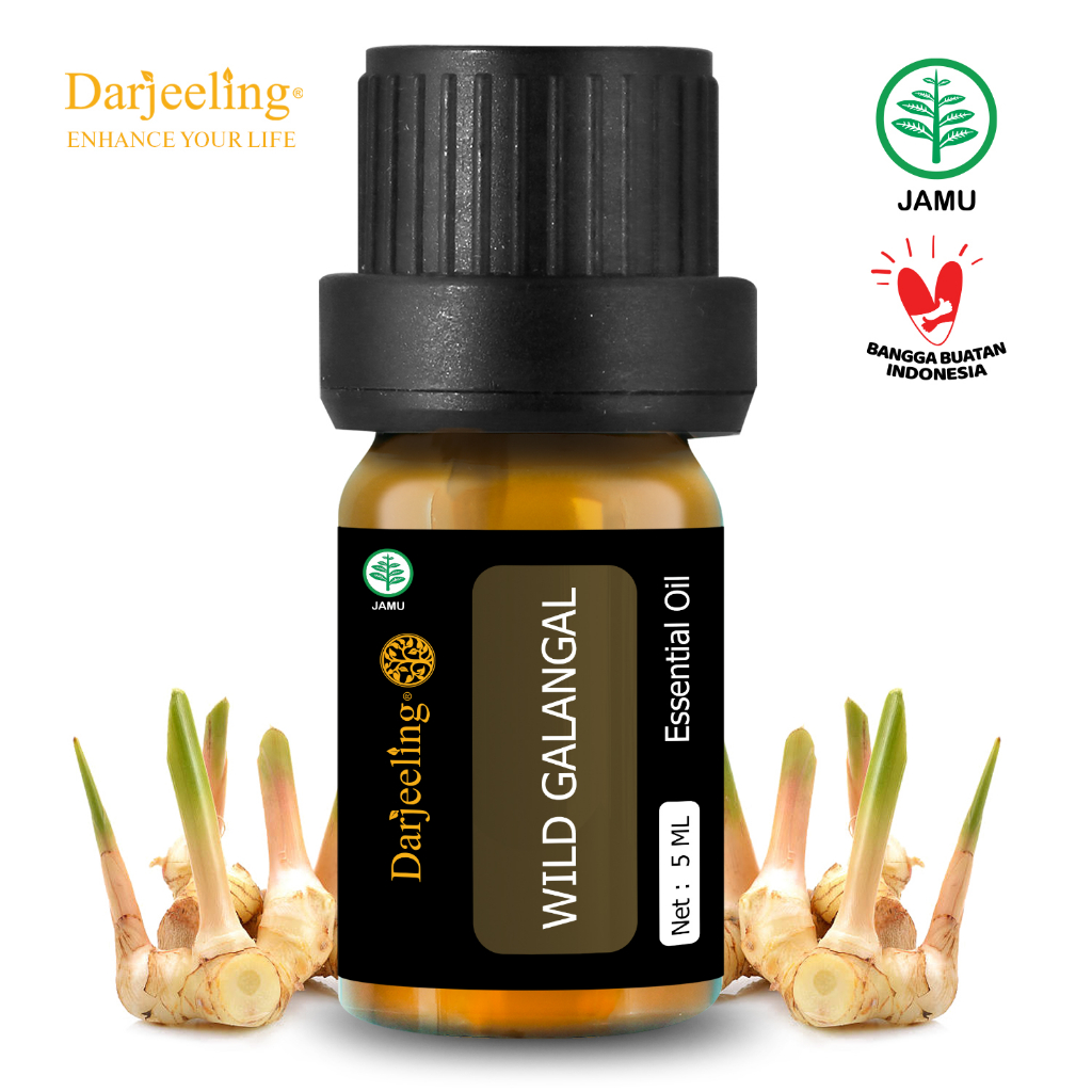 Darjeeling Wild Galangal Essential Oil / Minyak Atsiri Lajagoa Aromaterapi