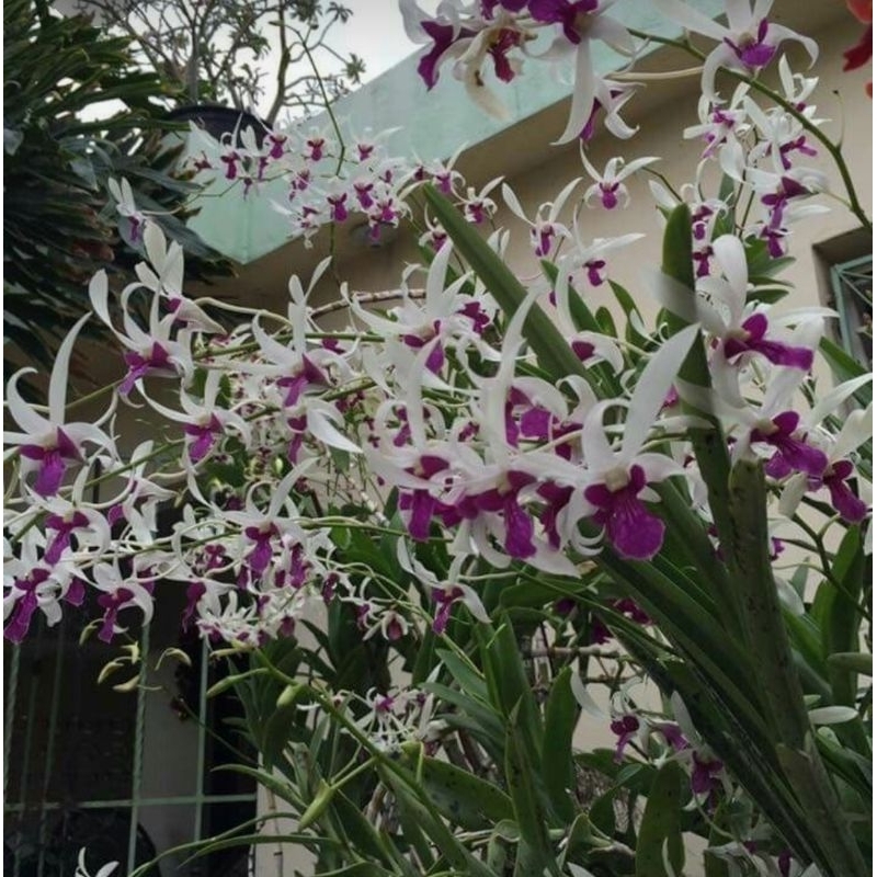 Dendrobium Mesangnil