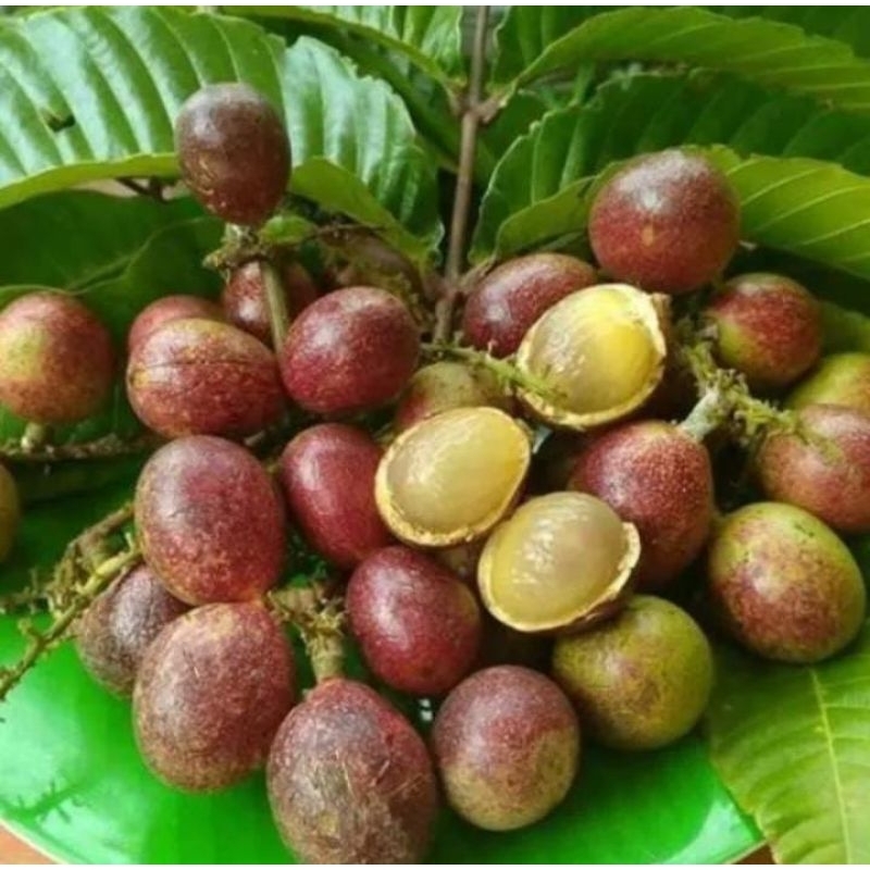 

Buah Matoa