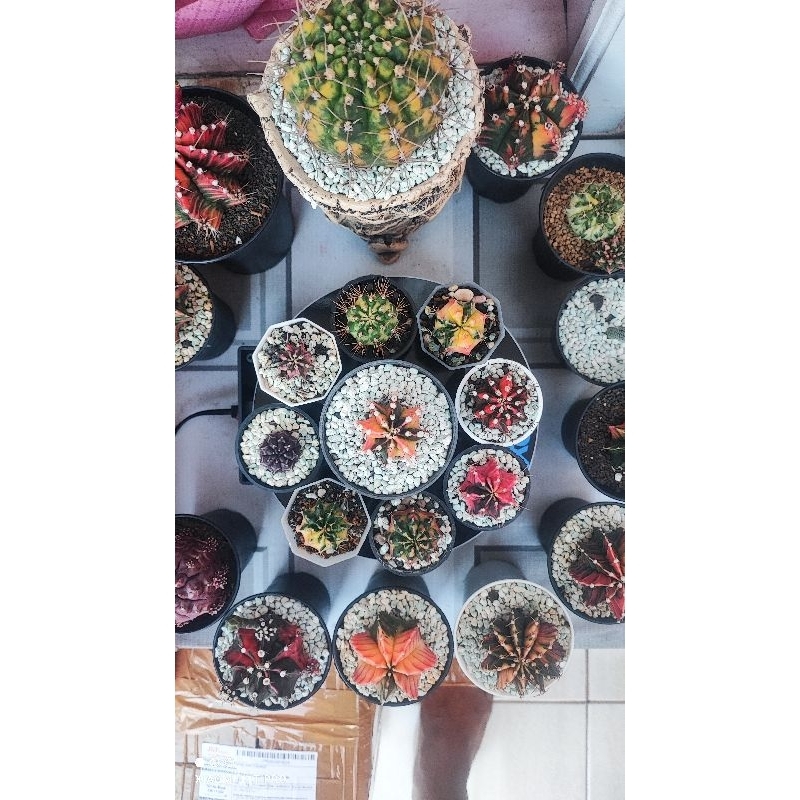gymno kaktus