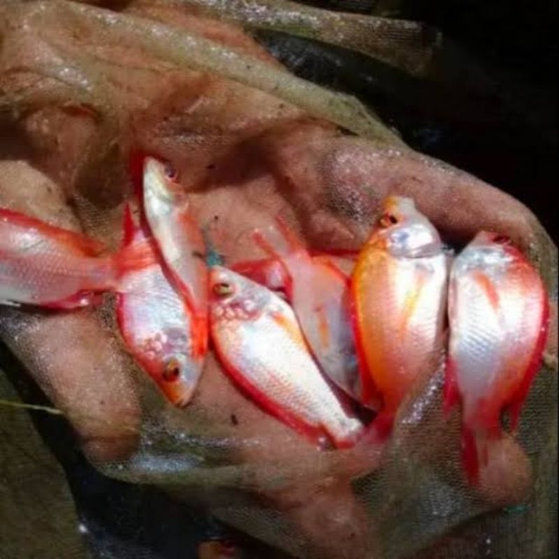 Bibit ikan nila bangkok merah size 5-6cm