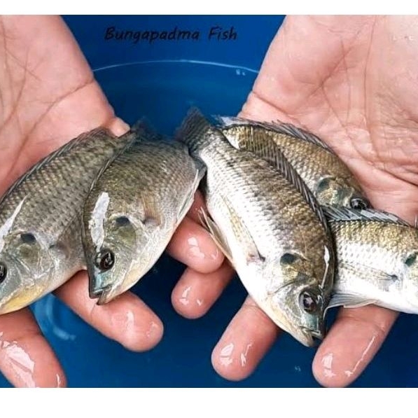 Bibit ikan nila hitam nirwana size 9-10cm