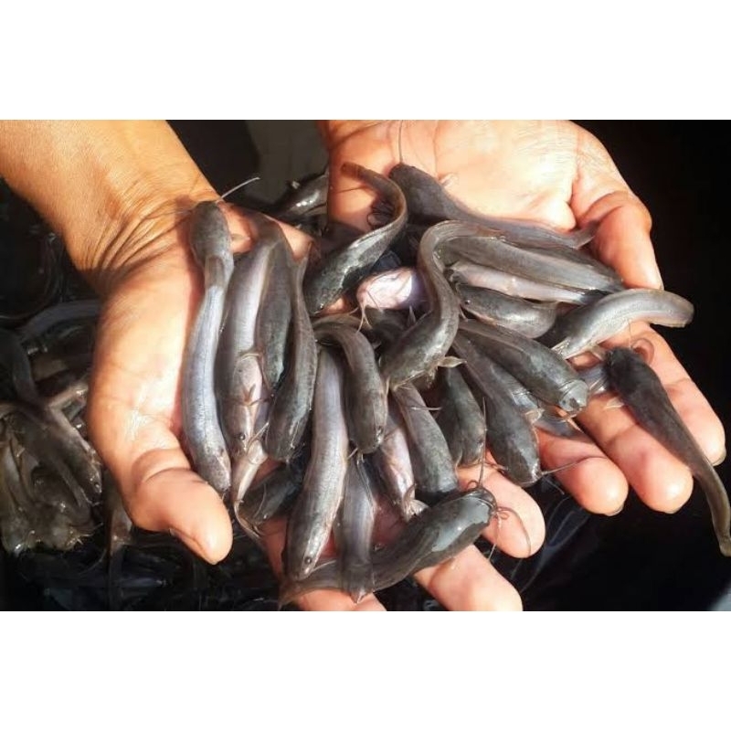Bibit ikan lele Sangkuriang size 8-10cm.