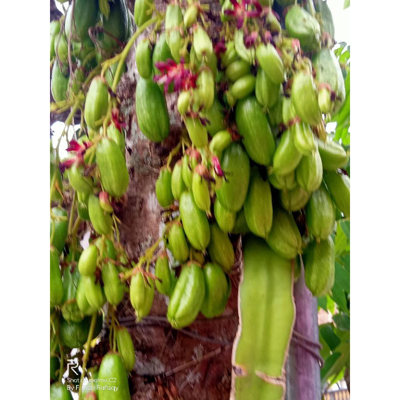 

blimbing wuluh / belimbing wuluh 1/4kg