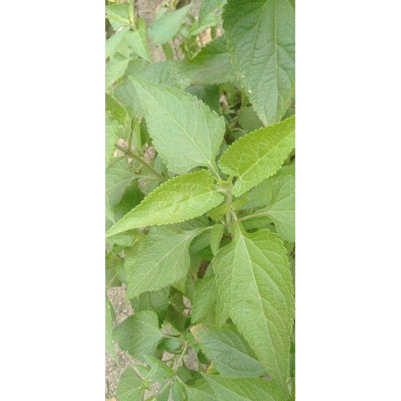 

Daun karinyuh segar/hemat murah 1250gram