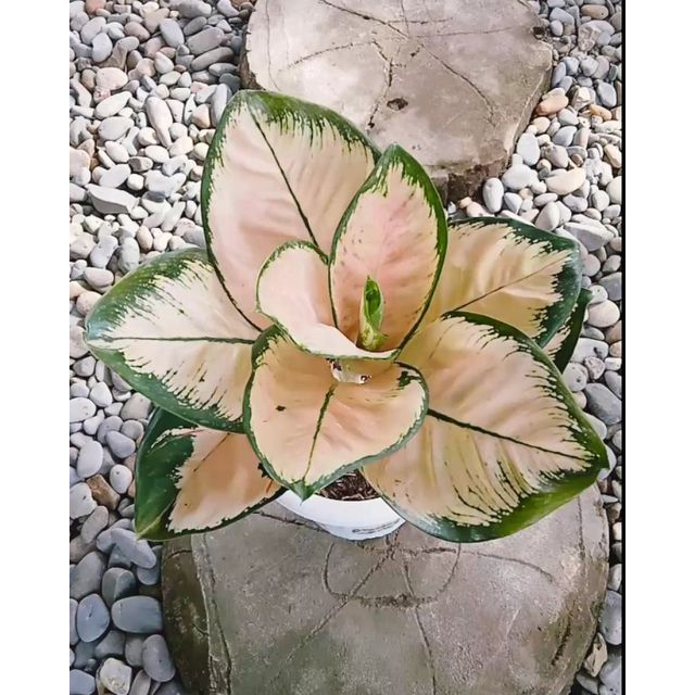 Tanaman Hias Aglaonema Kochin eboni