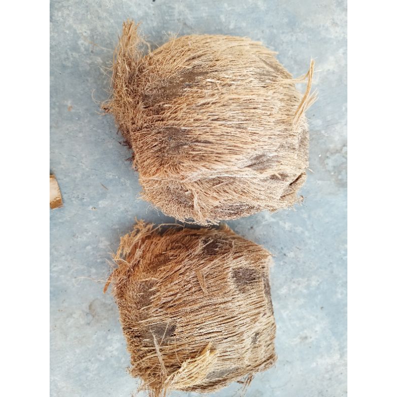 Biji Benih Pohon Lontar Sepasang Jantan&Betina (Penghasil Buah Lontar Legen/Toak)