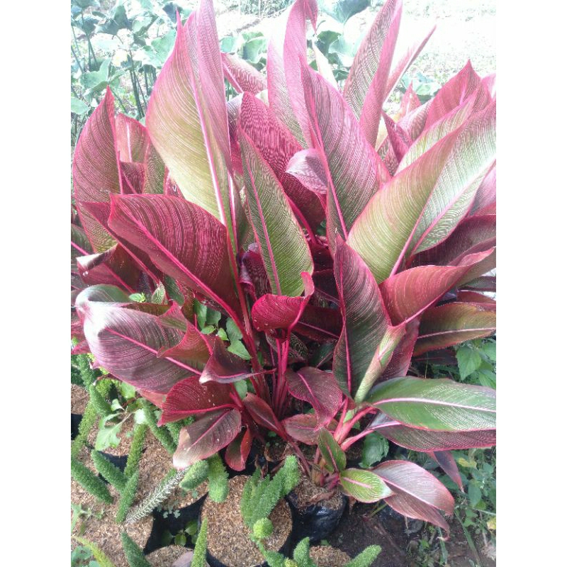 tanaman pisang Bugis warna merah
