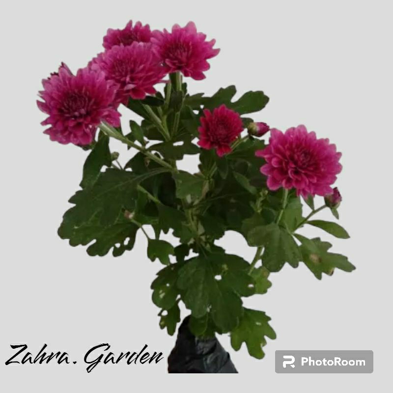 tanaman hias bunga krisan ungu