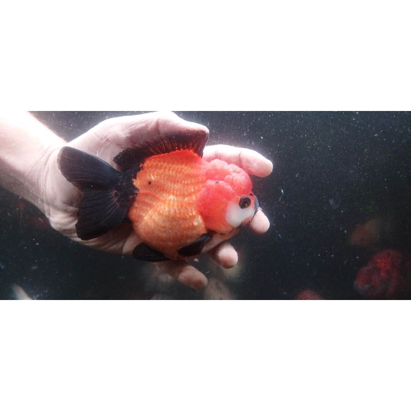 Ikan Mas Koki Oranda Black Gold Jantan