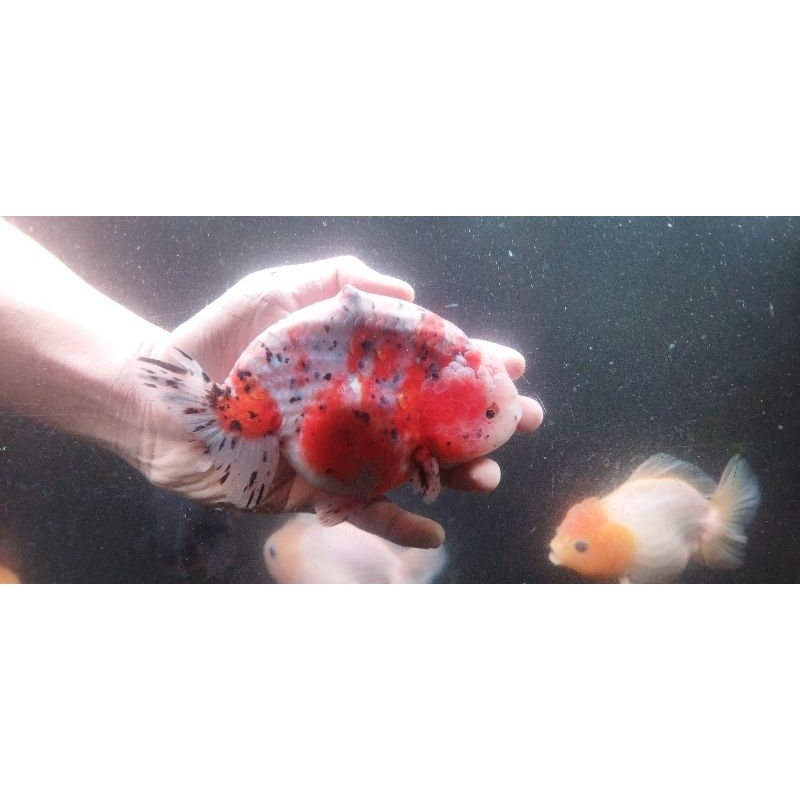 Ikan Mas Koki Ranchu Calico