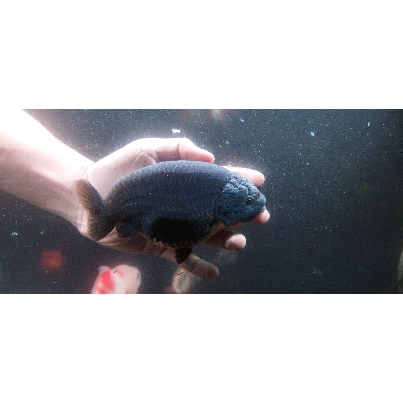 Ikan Mas Koki Ranchu Black Tiny Tail