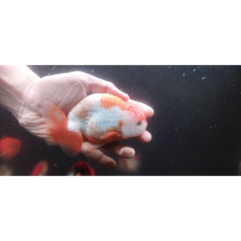 Ikan Mas Koki Ranchu Rw