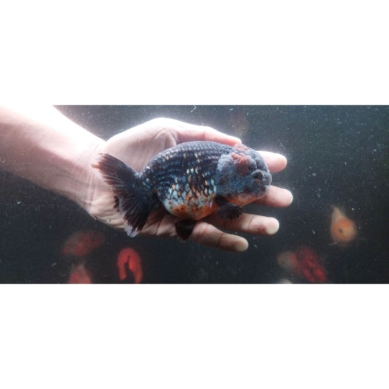 Ikan Mas Koki Ranchu Barong Kirin