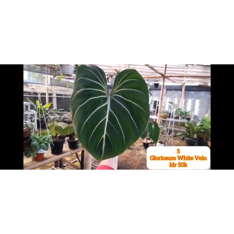 Philodendron Gloriosum White Vein