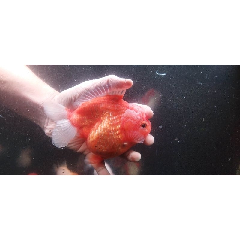 Ikan Mas Koki Oranda Short Tail