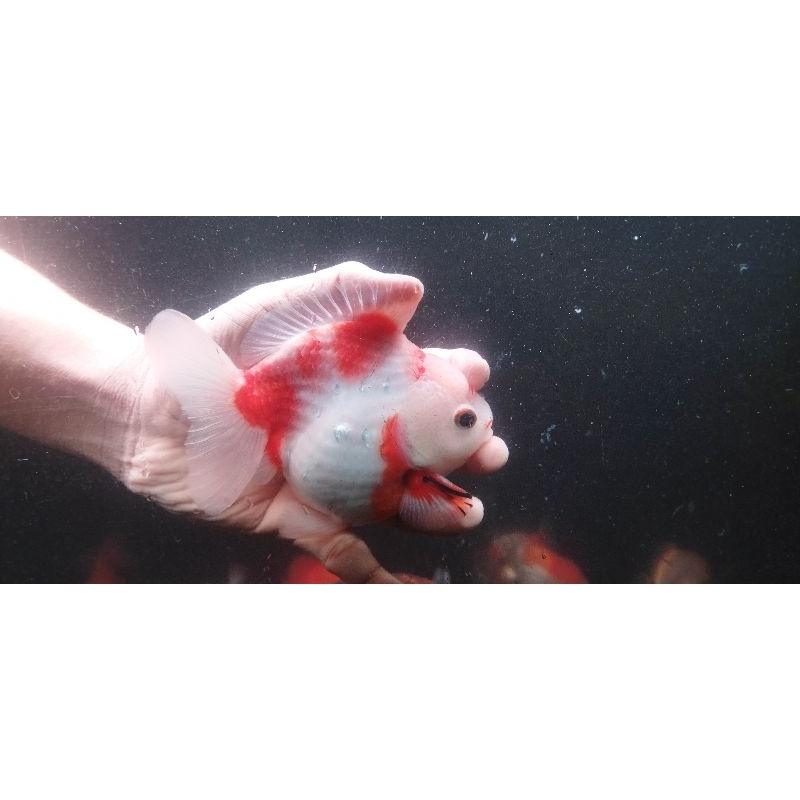 Ikan Mas Koki Oranda Sakura