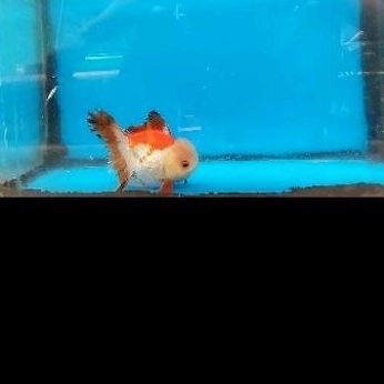 Ikan Mas Koki Oranda RW