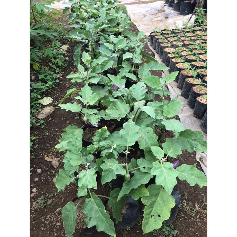 Pohon Terong Ungu UK sedang Sudah BERBUAH | terong ungu BERBUAH