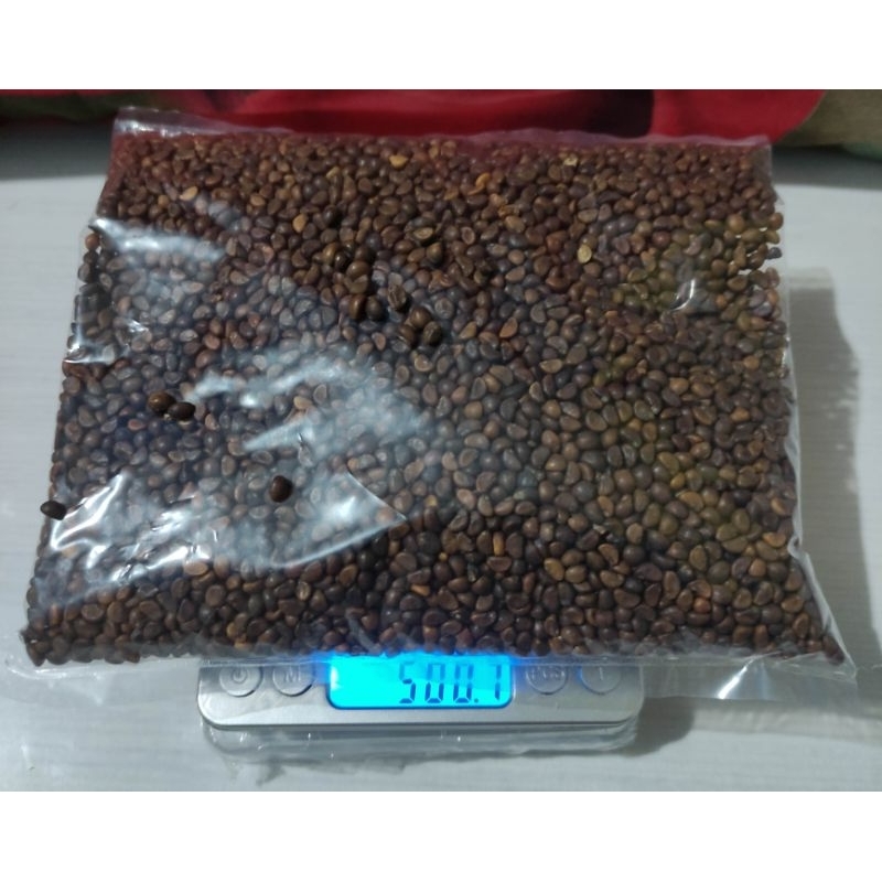 Benih Kangkung Bika 500 gram