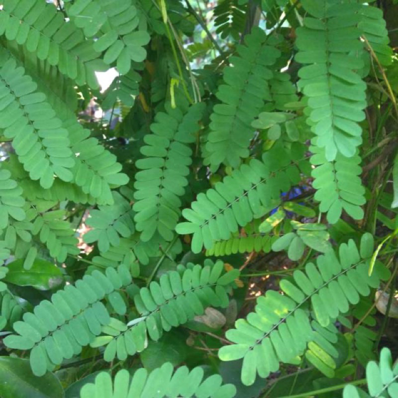 daun saga segar
